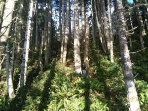 Hiking through the verdure