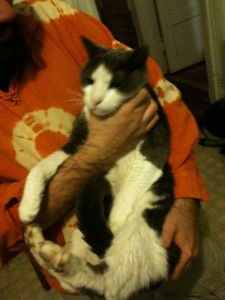 This albany cat is stunningly similar looking to my beloved RonRon